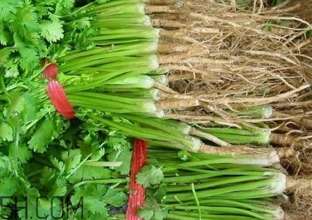 香菜根煮水能治濕疹嗎？香菜根煮水孕婦能喝嗎？