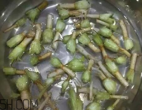 香菜根煮水能治濕疹嗎？香菜根煮水孕婦能喝嗎？