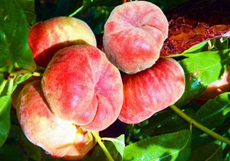 蟠桃的營(yíng)養(yǎng)價(jià)值有哪些？蟠桃的吃法有哪些？