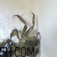 冬天可以吃大閘蟹嗎？冬天怎么吃大閘蟹？