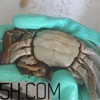 冬天可以吃大閘蟹嗎？冬天怎么吃大閘蟹？