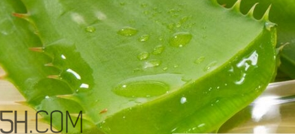 蘆薈膠可以敷一晚上嗎？蘆薈膠堵塞毛孔的錯(cuò)誤用法
