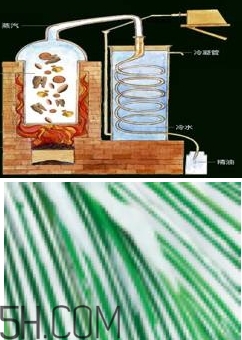自然堂雪松精油怎么樣？雪松御齡綻放年輕光彩