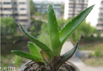 蘆薈泡酒能治腳氣嗎？蘆薈膠主要是細(xì)菌殺毒