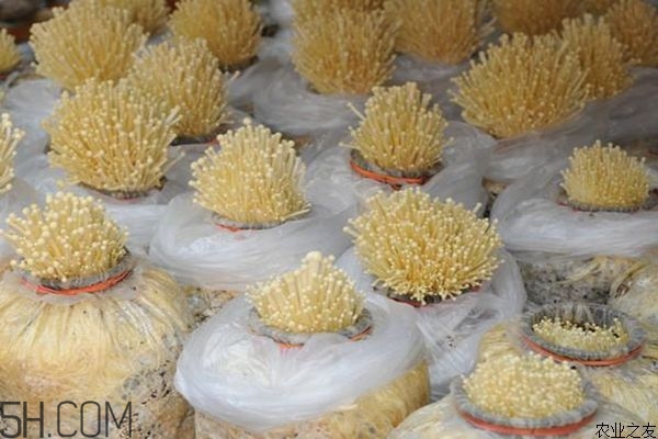 金針菇的食用禁忌有哪些？金針菇四大禁忌
