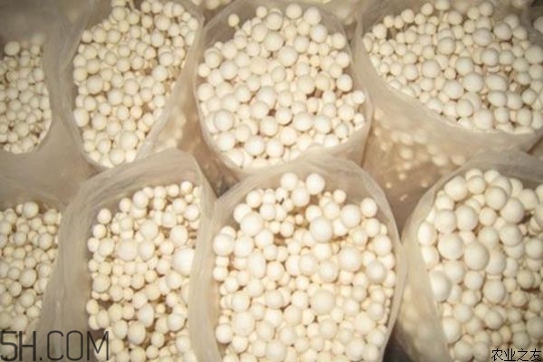 金針菇的食用禁忌有哪些？金針菇四大禁忌