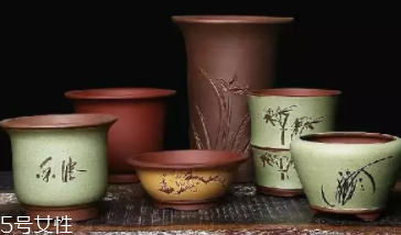 什么花不能放臥室養(yǎng)？含羞草誤食會脫發(fā)