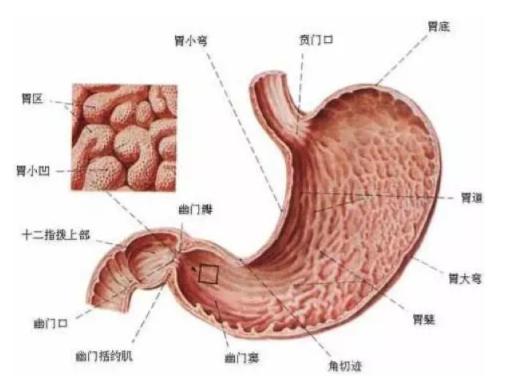 慢性胃炎是怎么造成的？吃燙食會引發(fā)胃炎