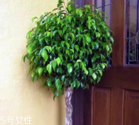 養(yǎng)花有哪些益處？節(jié)約藥費(fèi)不止一點(diǎn)點(diǎn)