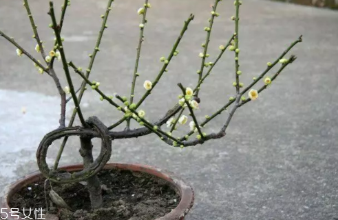 養(yǎng)花有哪些益處？節(jié)約藥費(fèi)不止一點(diǎn)點(diǎn)