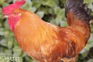 雞內(nèi)金有哪些功效？消除結(jié)石的一把好手