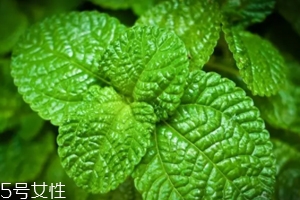 養(yǎng)花有哪些益處？節(jié)約藥費(fèi)不止一點(diǎn)點(diǎn)