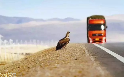 開(kāi)車(chē)前為什么要拍拍車(chē)蓋？預(yù)防傷害流浪小動(dòng)物