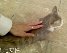 開(kāi)車(chē)前為什么要拍拍車(chē)蓋？預(yù)防傷害流浪小動(dòng)物