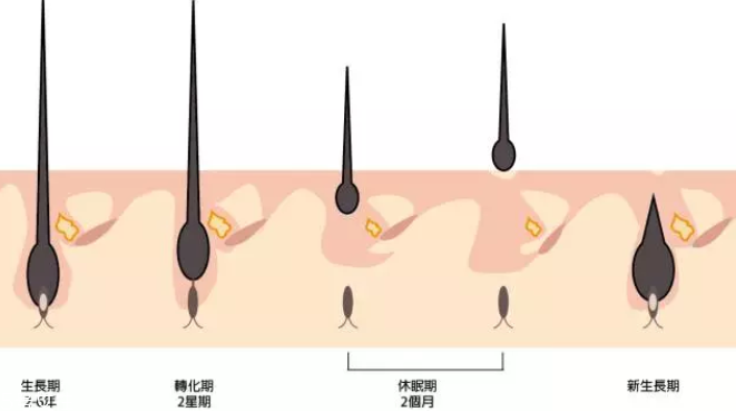 頭發(fā)為什么會掉？毛囊想休息了