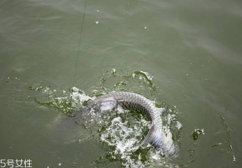 青魚(yú)怎么釣 釣青魚(yú)注意幾點(diǎn)