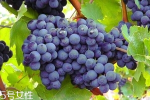 葡萄籽補(bǔ)劑要不要買？不如早睡早起