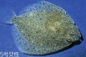 多寶魚可以冷凍嗎 冷凍保存時(shí)間更長(zhǎng)