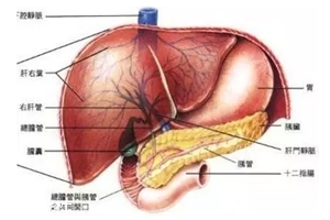 膽囊里的石頭從何而來(lái)？膽汁形成膽結(jié)石