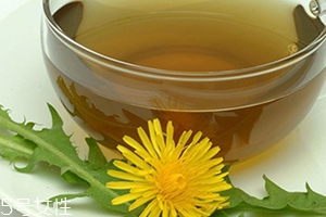 蒲公英用開(kāi)水泡嗎？煮一煮效果會(huì)更好