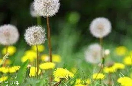 蒲公英用開(kāi)水泡嗎？煮一煮效果會(huì)更好
