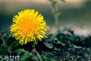 蒲公英茶能減肥嗎？要這樣搭配