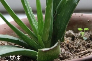 蘆薈膠真的很神奇嗎？只是基礎的補水保濕