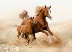 馬油是萬能的嗎？接近人體脂肪也并不萬能