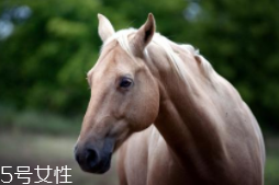 馬油是萬能的嗎？接近人體脂肪也并不萬能