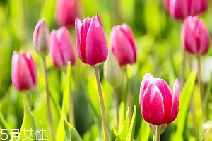 嚴(yán)禁入室的花有哪些？這7種花別養(yǎng)