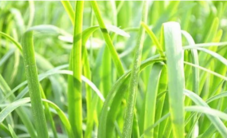吃韭菜燒心怎么緩解？韭菜吃多了燒心