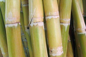 甘蔗吃多了對牙齒好嗎？有可能損傷牙齒