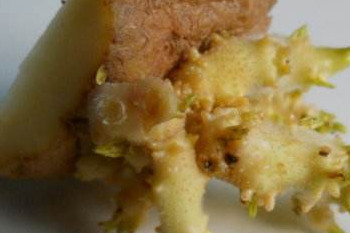 哪些食物發(fā)芽后營養(yǎng)翻倍？這些食物發(fā)芽后千萬別吃