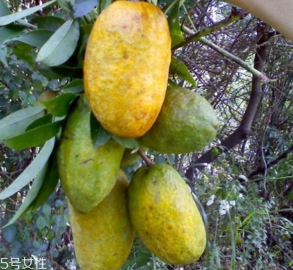 牛卵坨孕婦可以吃嗎？看屬于什么懷孕階段