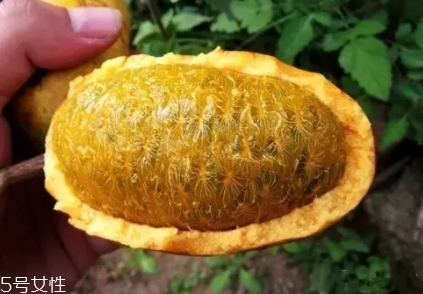 牛卵坨籽可以吃嗎？看看它的神奇功效