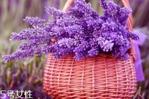 薰衣草精油能防曬嗎？能隔離紫外線
