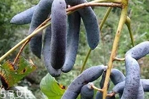 貓屎瓜能吃嗎？其貌不揚(yáng)的水果