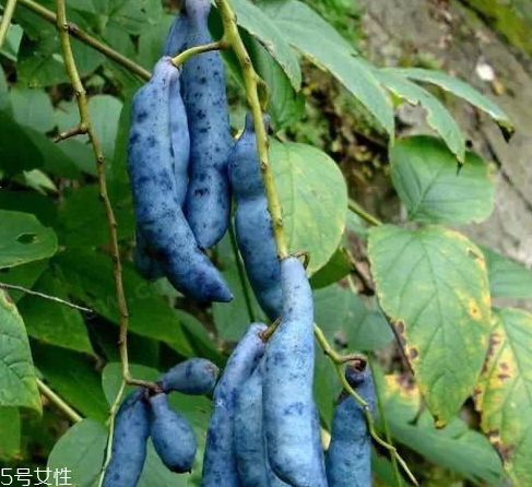 貓屎瓜能吃嗎？其貌不揚(yáng)的水果