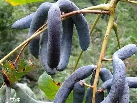 貓屎瓜的籽能吃嗎？