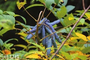 八月炸和貓屎瓜是一種水果嗎？了解它們的區(qū)別