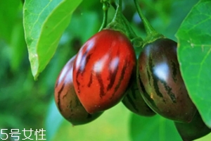 樹番茄外皮可以吃嗎？來看看樹番茄的吃法