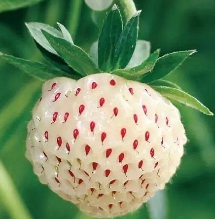 白舅果的功效 白舅果是菠蘿莓嗎？