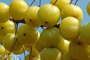 余甘子怎么吃？腌制風(fēng)味最佳