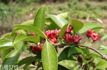 布福娜多少錢(qián)一斤？長(zhǎng)相奇特的水果