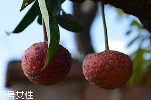 雞嗉子果怎么吃？雞嗉子果的功效和作用