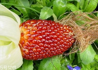 草莓玉米多少錢一斤？酷似草莓的玉米