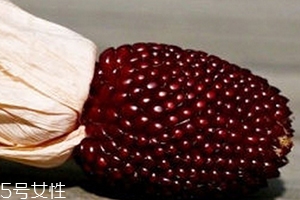 草莓玉米怎么吃？觀賞和食用雙重價值
