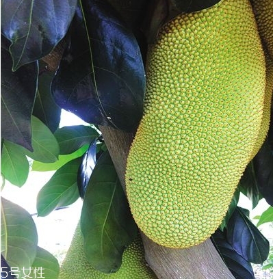榴蓮蜜哪里能吃？哪里不能吃