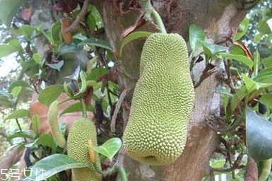 尖蜜拉是菠蘿蜜嗎？多少錢一斤