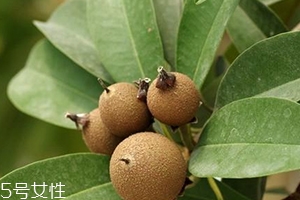 人心果多少錢一斤？稀有水果價格高
